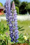 Eine naturnahe Blumenwiese anlegen - blühende blaue Lupine